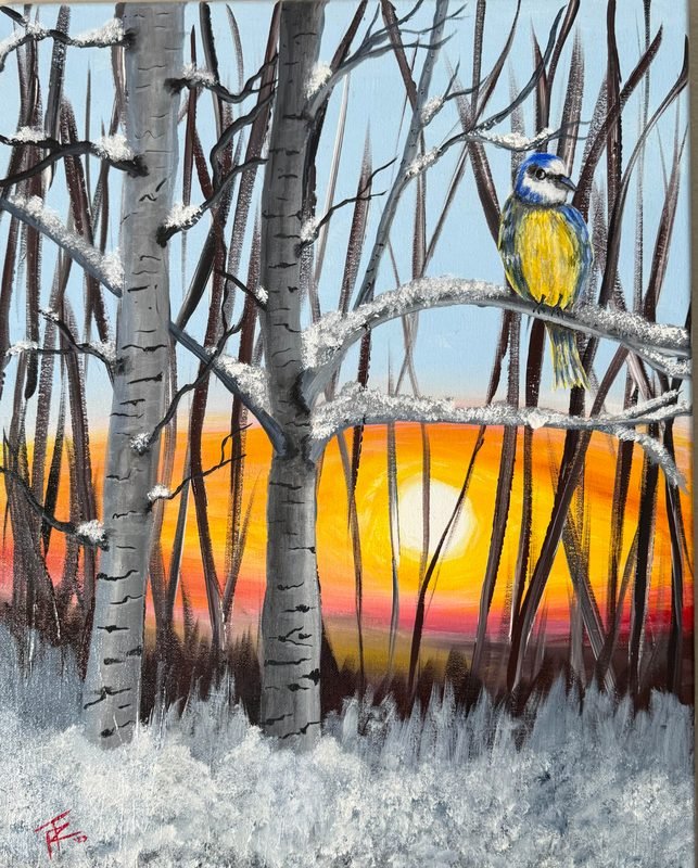 Bluebird perched on a snowy branch among birch trees, with an orange sunset behind